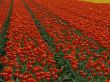 P1080436_800x600.jpg