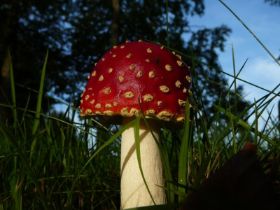 P1070925_800x600.jpg